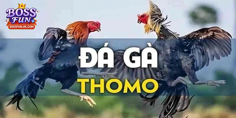 Đá Gà Trực Tiếp Thomo – Trải Nghiệm Đỉnh Cao Dành Cho Sư Kê